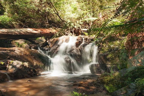 Discover Tour: Dandenong Ranges & William Ricketts Sanctuary - Timeshare Accommodation 1