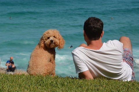 See Sydney With A Local: Private & Personalized - Timeshare Accommodation 5