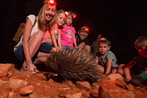 Alice Springs Desert Park Nocturnal Tour - Timeshare Accommodation 5
