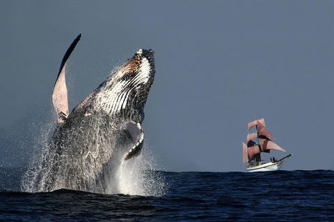 Sydney Harbour Tall Ship Whale & Sail - Whale Watching Cruise - Timeshare Accommodation 0