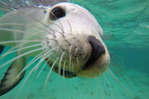 6-Day Eyre Peninsula & Flinders Ranges Adventure Tour - Timeshare Accommodation 2
