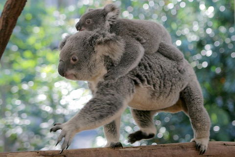 Lone Pine Koala Sanctuary Admission With Brisbane River Cruise - Timeshare Accommodation 0