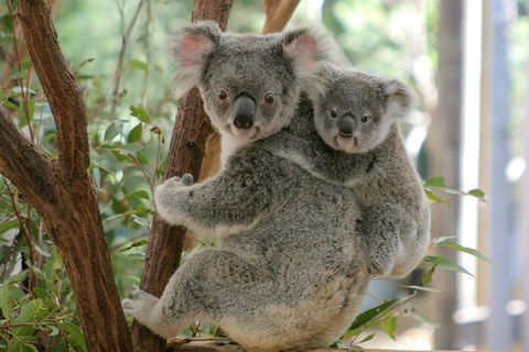 Lone Pine Koala Sanctuary Admission With Brisbane River Cruise - Timeshare Accommodation 3