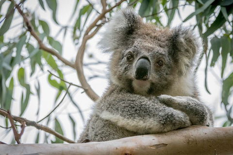 Great Ocean Road & Grampians National Park Tour - 3 Days, 2 Nights - Timeshare Accommodation 2