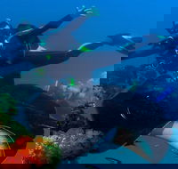 Scuba Dive the S.S. Yongala Wreck on the Great Barrier Reef. - Timeshare Accommodation